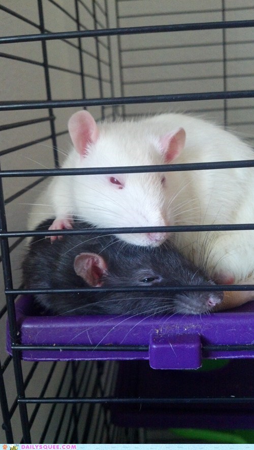 Reader Squee: Rat Nap!