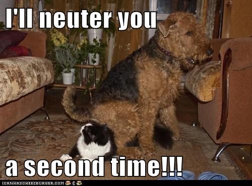 I'll neuter you  a second time!!!