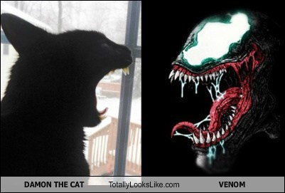 DAMON THE CAT Totally Looks Like VENOM