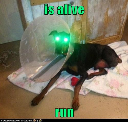 is alive  run