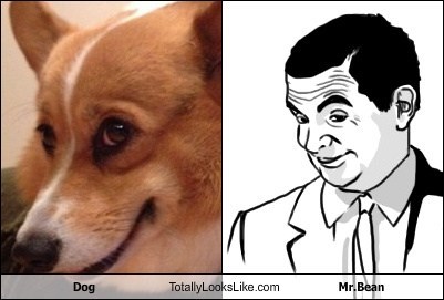 Dog Totally Looks Like Mr. Bean