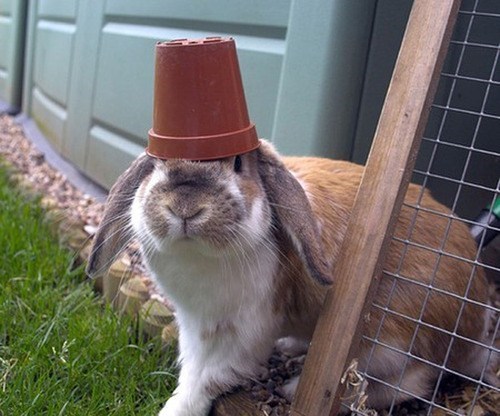 Bunday: Pot Head 