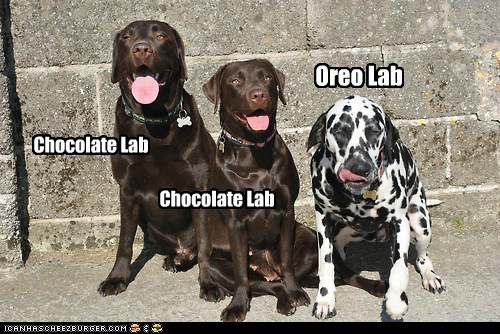 The Rare Cookie Dog Breeds