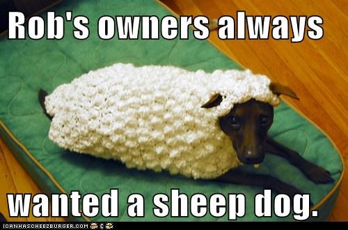 Rob's owners always  wanted a sheep dog.