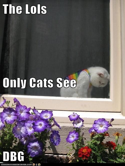 The Lols Only Cats See DBG