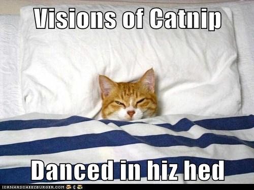 Visions of Catnip  Danced in hiz hed