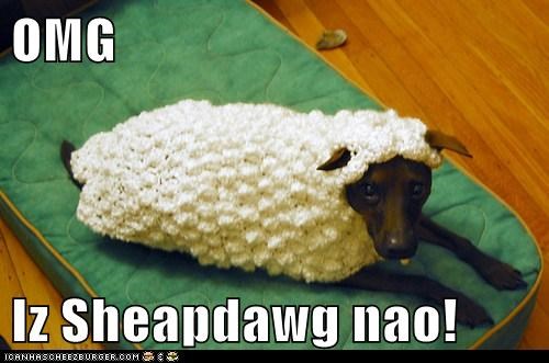 OMG  Iz Sheapdawg nao!