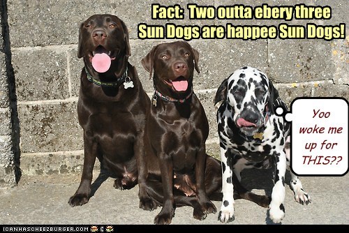 One Outta Three Sundogs Prefer to Sleep In 