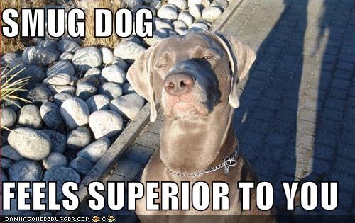 SMUG DOG  FEELS SUPERIOR TO YOU