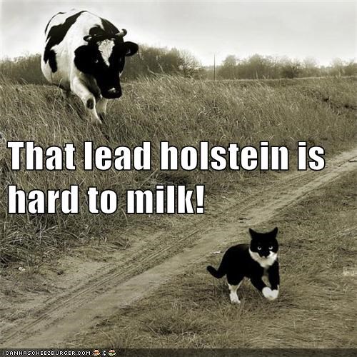That lead holstein is hard to milk!