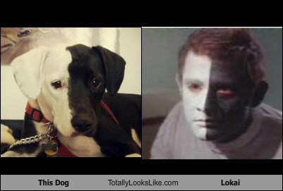 This Dog Totally Looks Like Lokai