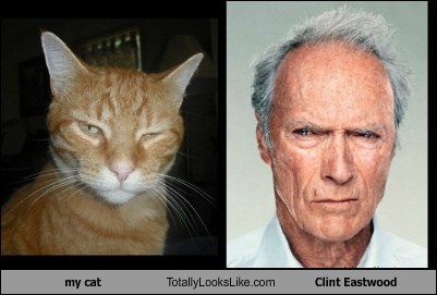 My Cat Totally Looks Like Clint Eastwood