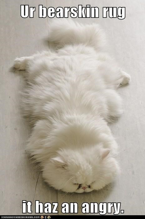 Ur bearskin rug  it haz an angry.