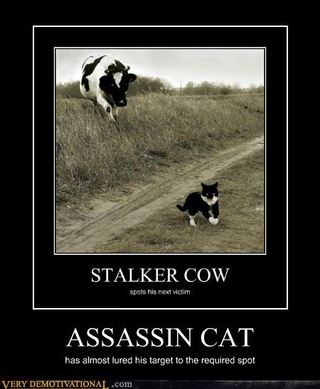 ASSASSIN CAT