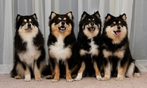 Goggie ob teh Week: Finnish Lapphund Wins!