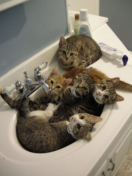 Sink full of cats 