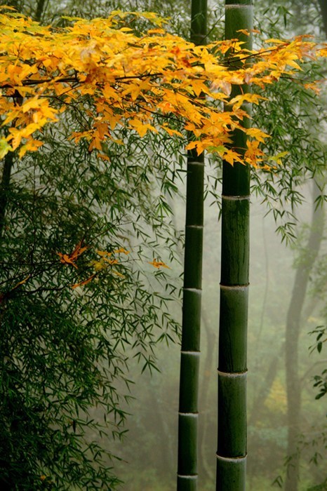 Just a Dash of Yellow