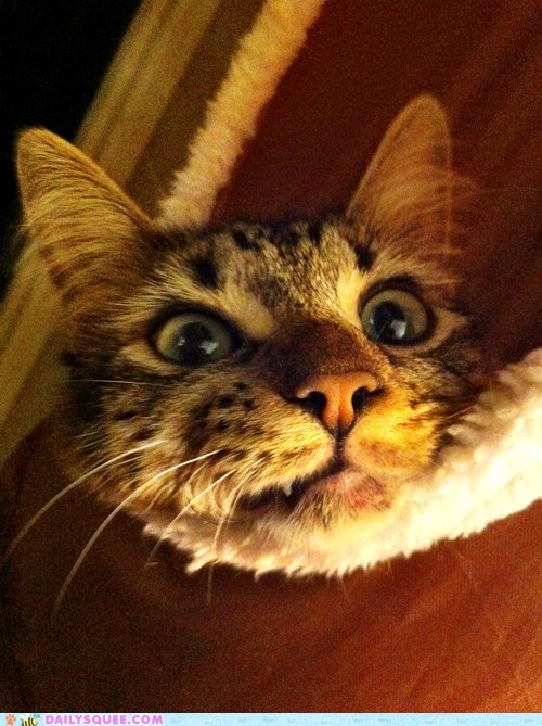 Reader Squee: Snarling Pickles
