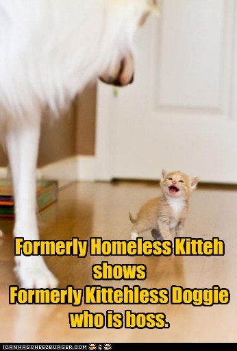 Formerly Homeless Kitteh
shows 
Formerly Kittehless Doggie
who is boss.