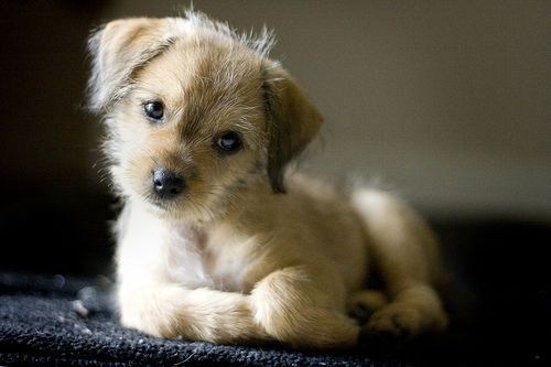 Cyoot Puppy ob teh Day: Scruffy 