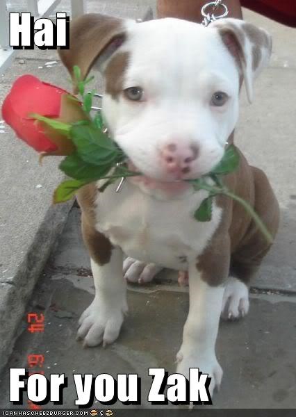 Hai  For you Zak