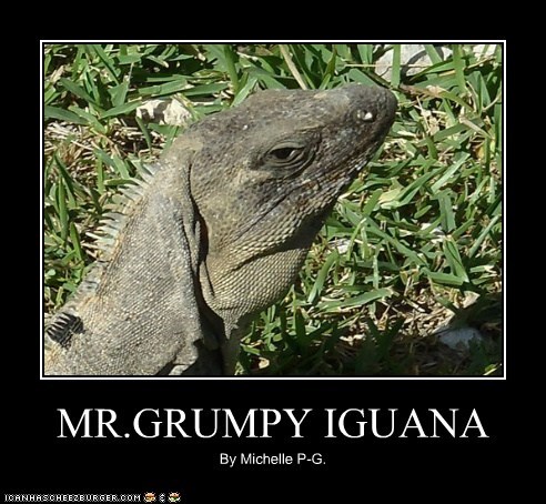 MR.GRUMPY IGUANA