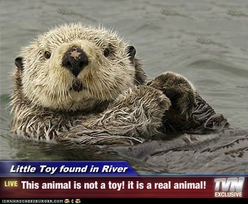 Little Toy found in River - This animal is not a toy! it is a real animal!