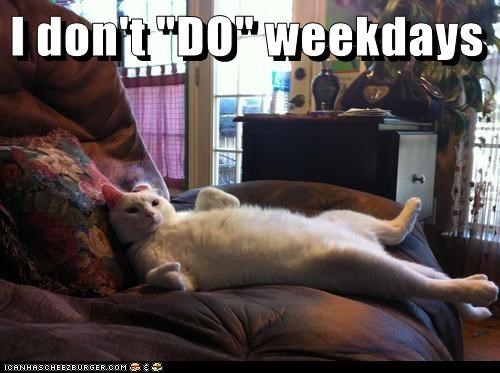 The Motto of Every Cat Ever