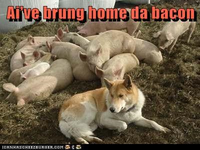 Fresh Bacon... Maybe Too Fresh 