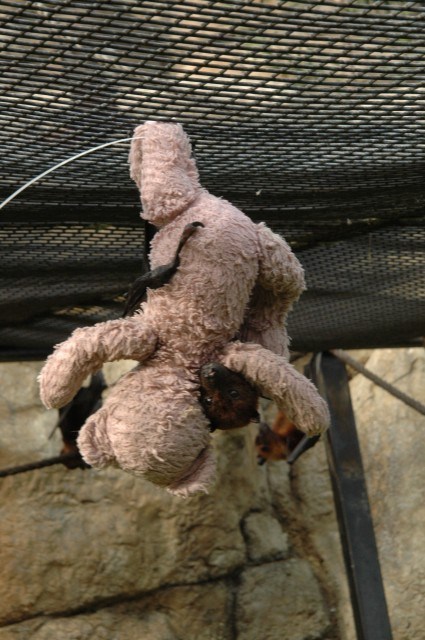 Flying Foxes Need Cuddles Too!