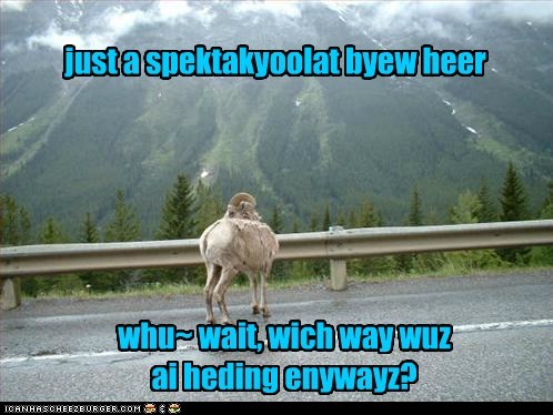 ADHD Mountan Goat