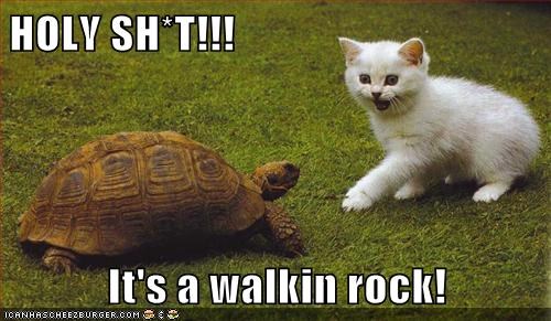 HOLY SH*T!!!  It's a walkin rock!