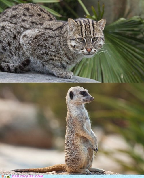 Squee Spree: Fishing Cat vs. Meerkat 
