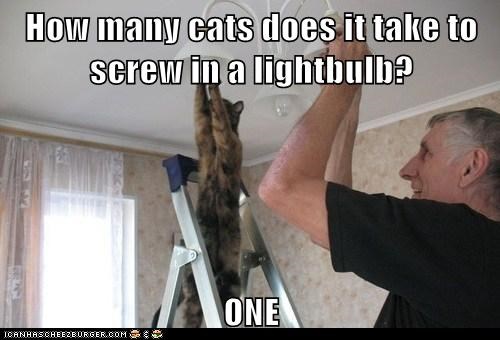 How many cats does it take to screw in a lightbulb?  ONE