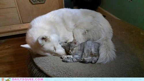 Reader Squee: Siberian Snuggle Up!