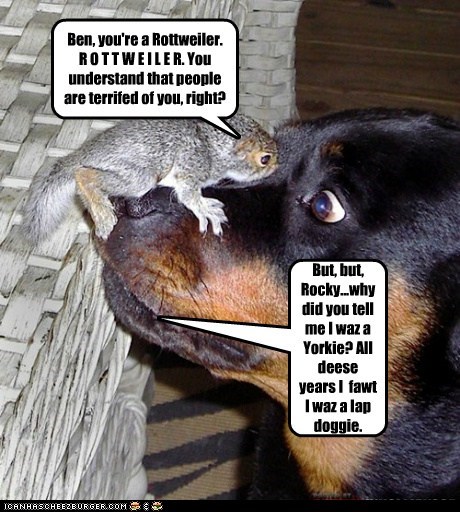Ben, you're a Rottweiler. R O T T W E I L E R. You understand that people are terrifed of you, right?