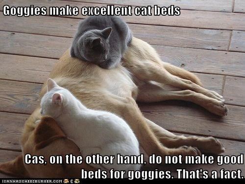 Goggies make excellent cat beds  Cas, on the other hand, do not make good beds for goggies. That's a fact.