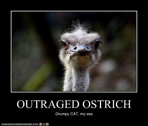You Haven't Seen an Angry Animal Until You've Seen...