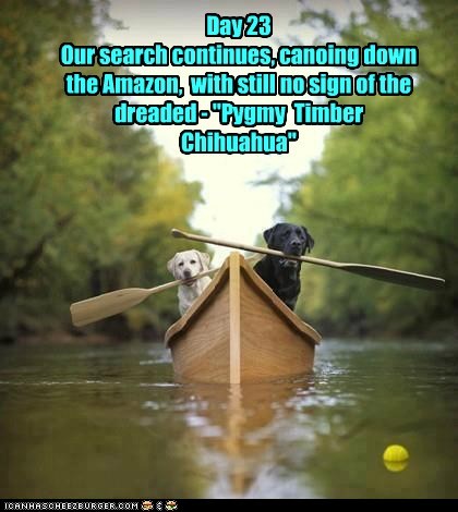 Day 23  Our search continues, canoing down the Amazon,  with still no sign of the dreaded - "Pygmy  Timber Chihuahua"
