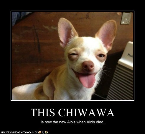THIS CHIWAWA