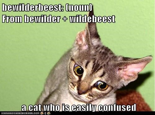 bewilderbeest: (noun)                              From bewilder + wildebeest   a cat who is easily confused