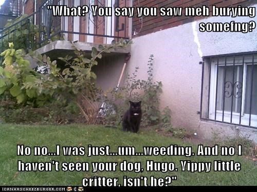"What? You say you saw meh burying somefng?  No no...I was just...um...weeding. And no I haven't seen your dog, Hugo. Yippy little critter, isn't he?"