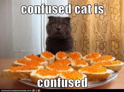 confused cat is   confused