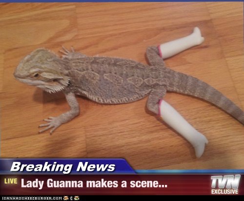 Breaking News - Lady Guanna makes a scene...