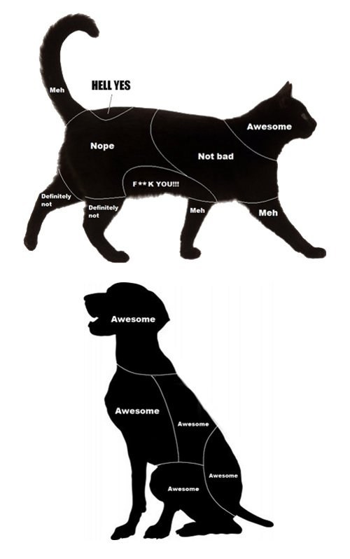 Petting Guide