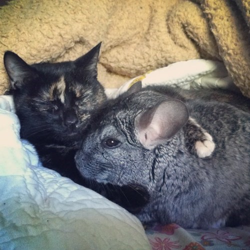 Interspecies Love: Fluffy Cuddles 