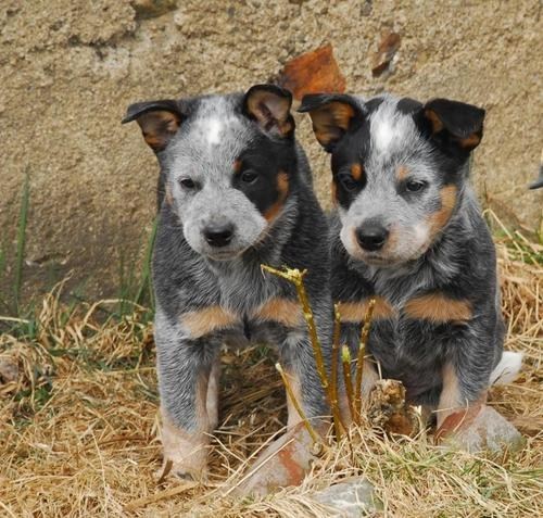 Cyoot Puppy ob teh Day: Lil Aussies 