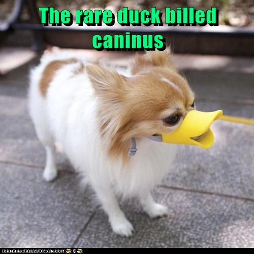 First Ever Photo of Rare Dog Creature