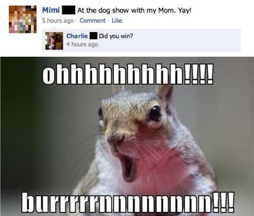 Dog Show