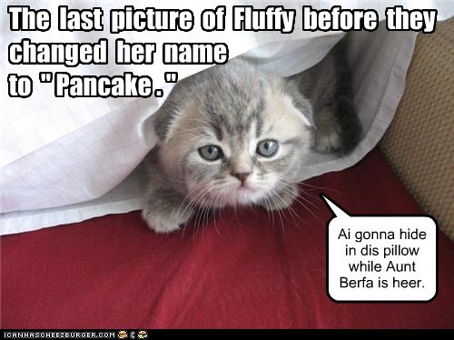 The  last  picture  of  Fluffy  before  they  changed  her  name   to  " Pancake . "